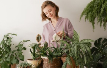 rsz  rug indoor plants   blog