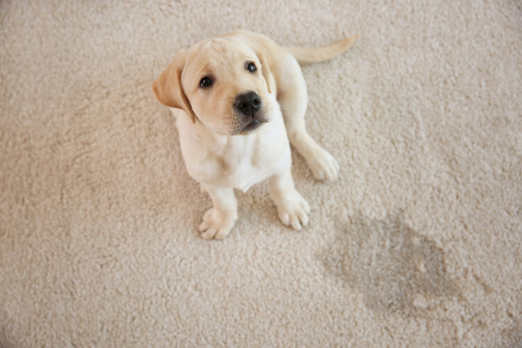 rsz quick fire ways to remove pesky pet stains